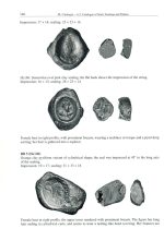 Hunnic Clay Sealing. Alkhan / Alchon Huns. 5th cent. AD - Image 3